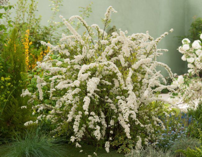 Spiraea cinerea ´Grefsheim´