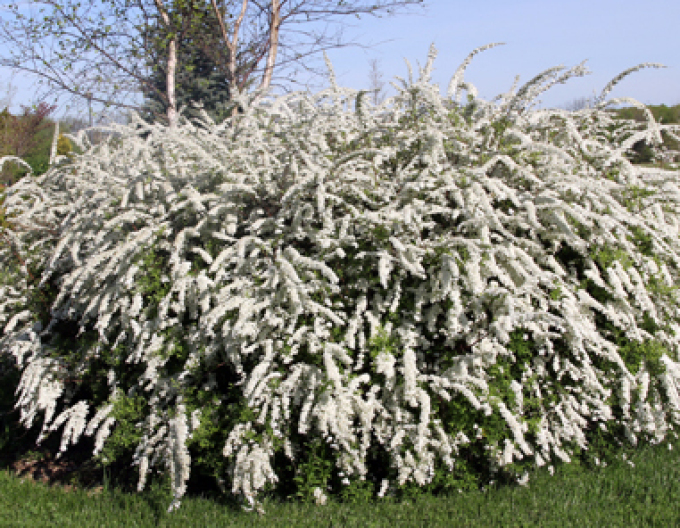 Spiraea cinerea ´Grefsheim´