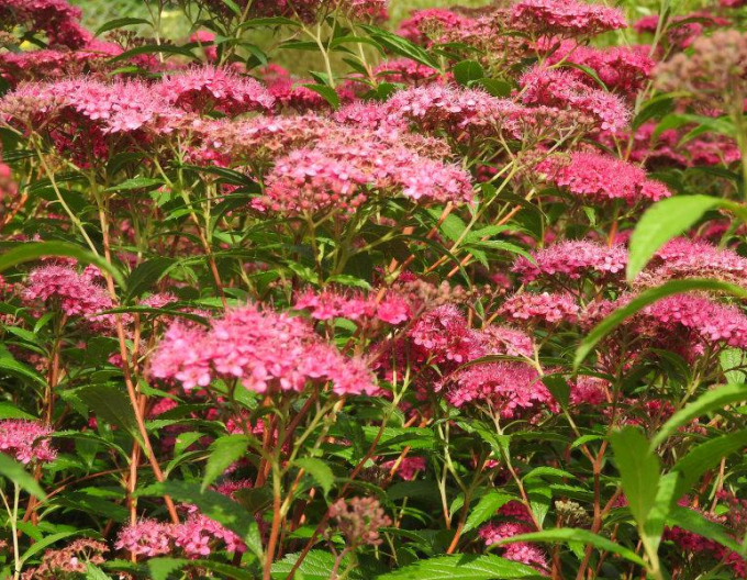 Spiraea japonica  ´Dart´s Red´