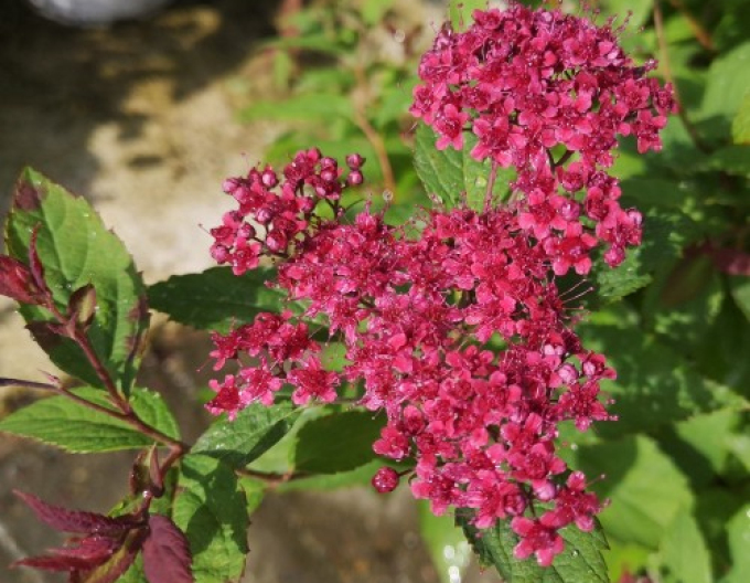 Spiraea japonica  ´Dart´s Red´