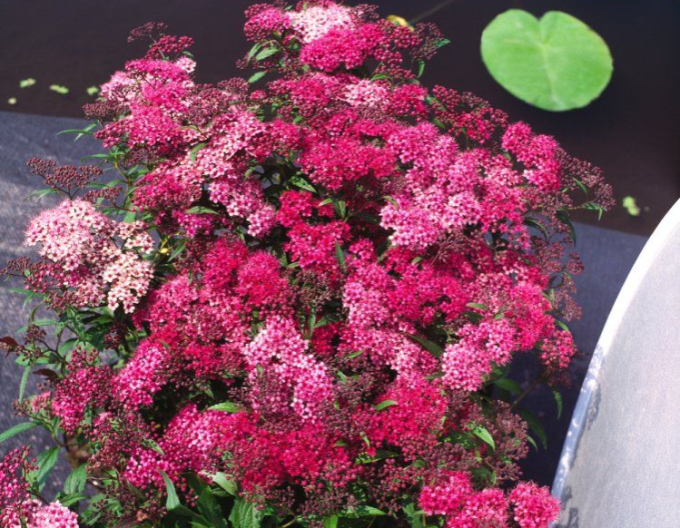 Spiraea japonica  ´Dart´s Red´