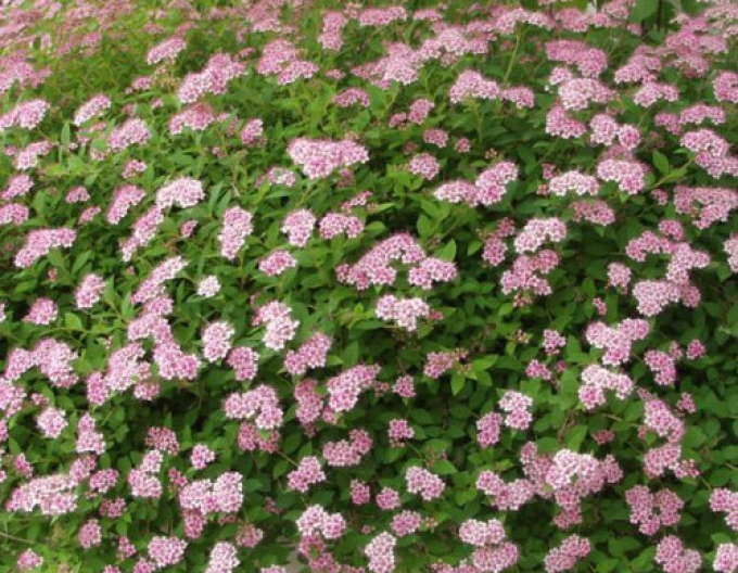 Spiraea japonica ´Little Princess´ 2l