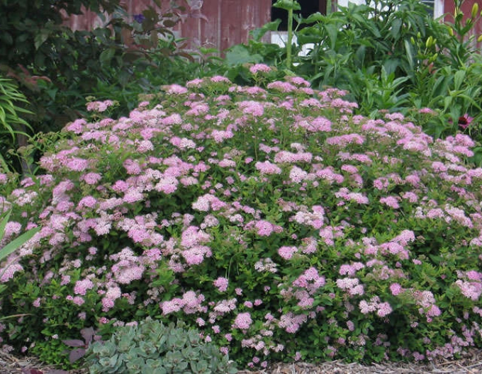 Spiraea japonica ´Little Princess´ 2l