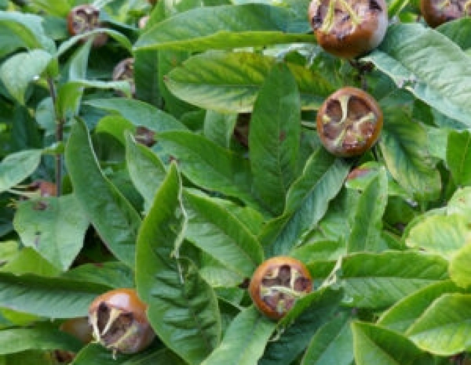 Moșmon ´Nottingham´, portaltoi Dula, ghiveci 5 L