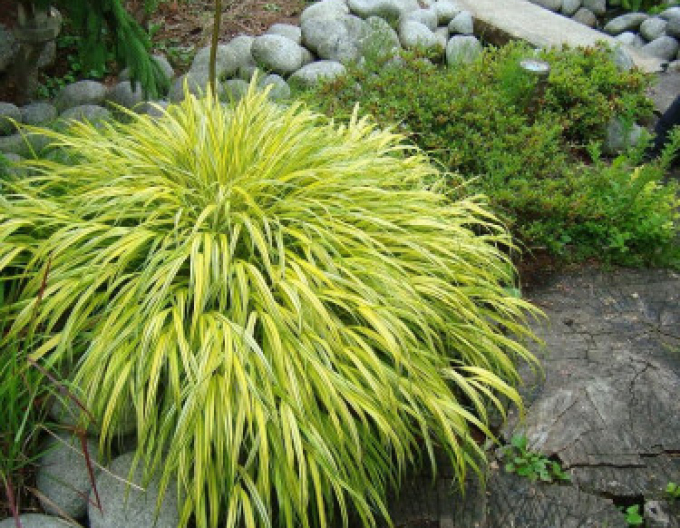 Hakonechloa macra Aureola 1,5l