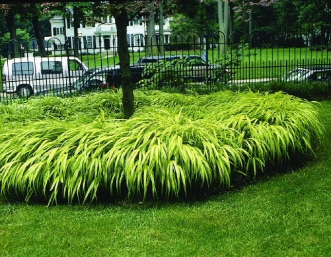 Hakonechloa macra Aureola 1,5l