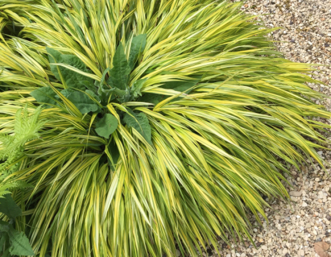 Hakonechloa macra Aureola 1,5l