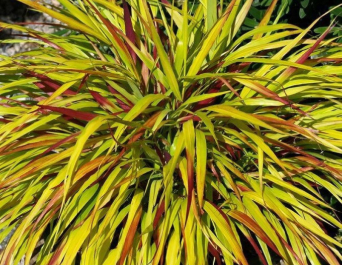 Hakonechloa macra ´Beni Kaze´