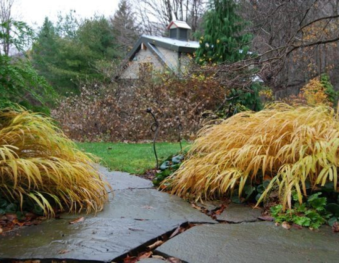 Hakonechloa macra ´Beni Kaze´