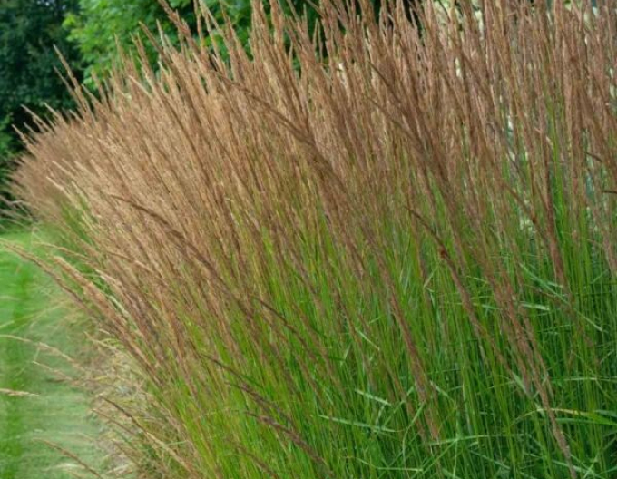 Molinia ´Moorflamme´