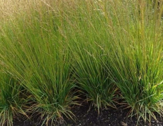 Molinia ´Moorflamme´