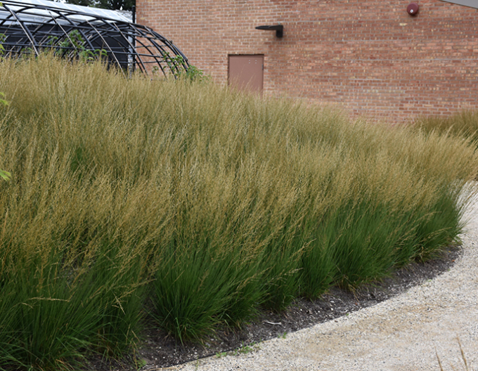 Molinia ´Moorflamme´