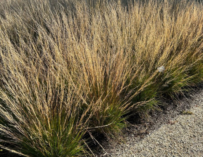 Molinia ´Moorflamme´