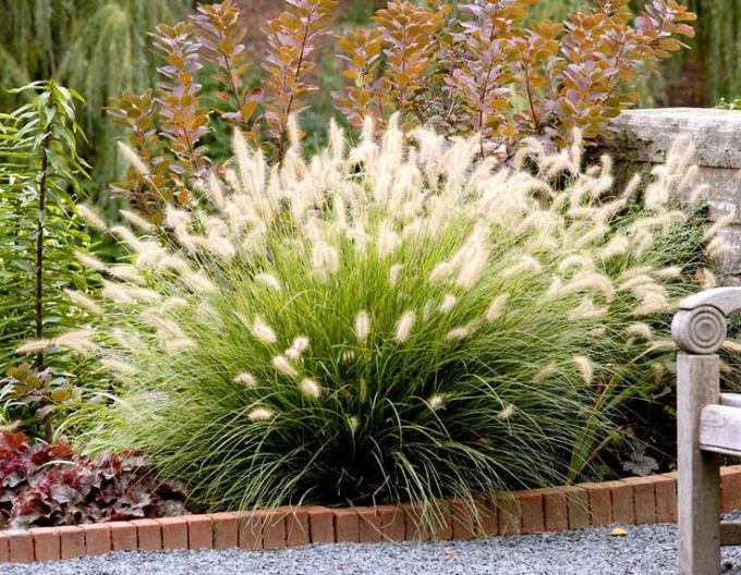 Pennisetum alopecuroides (iarbă-fântână) ´Casian´