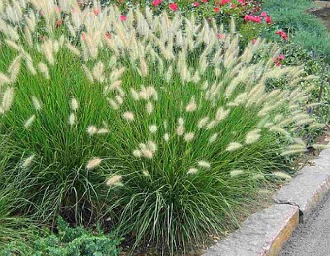 Pennisetum alopecuroides (iarbă-fântână) ´Casian´