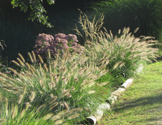 Pennisetum alopecuroides (iarbă-fântână) ´Casian´