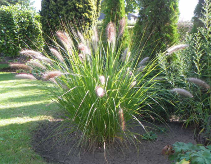 Pennisetum alopecuroides (iarbă-fântână) ´Casian´