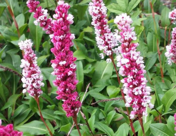 Persicaria ´Dimitate´