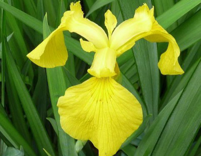 Iris