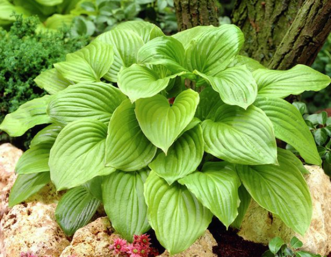 Hosta-crin de toamnă