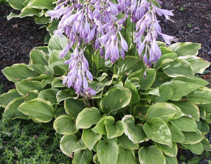 Hosta-crin de toamnă