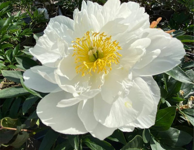 Bujor chinezeasc´Miss America´