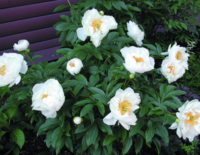 Bujor chinezeasc´Miss America´