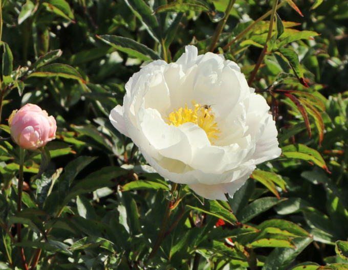 Bujor chinezeasc´Miss America´