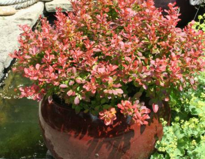 Berberis thunbergii ´Admirațion´