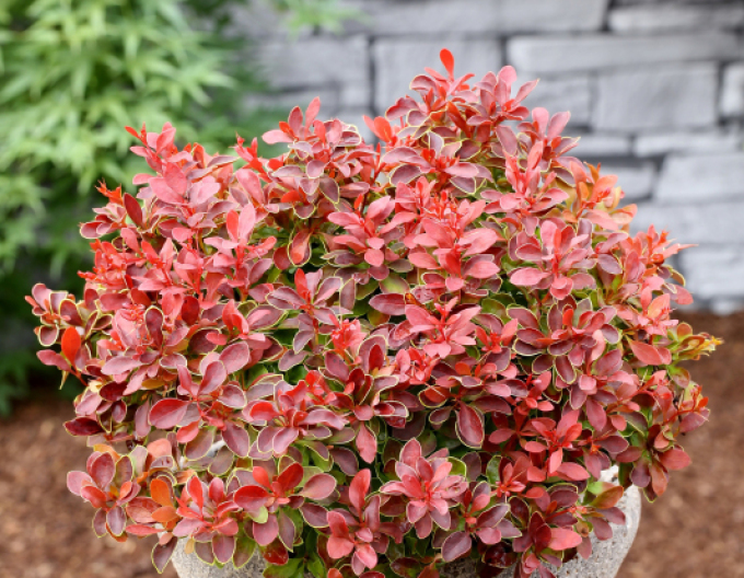 Berberis thunbergii ´Admirațion´