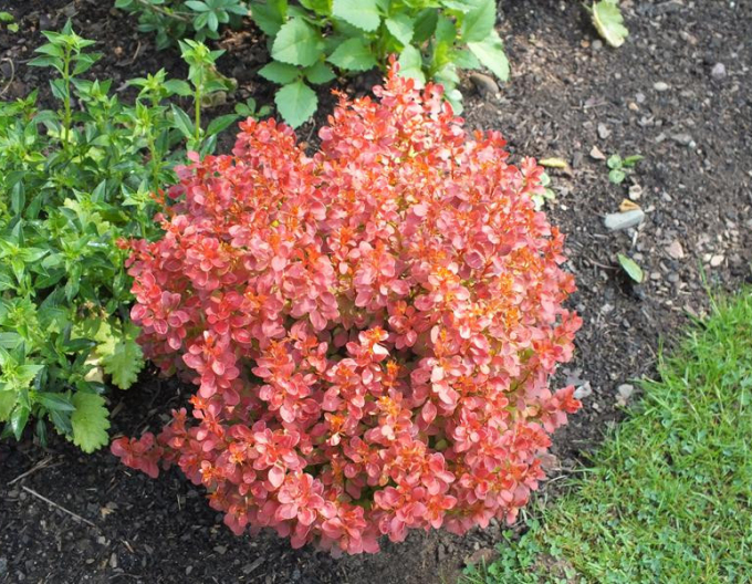 Berberis thunbergii ´Admirațion´