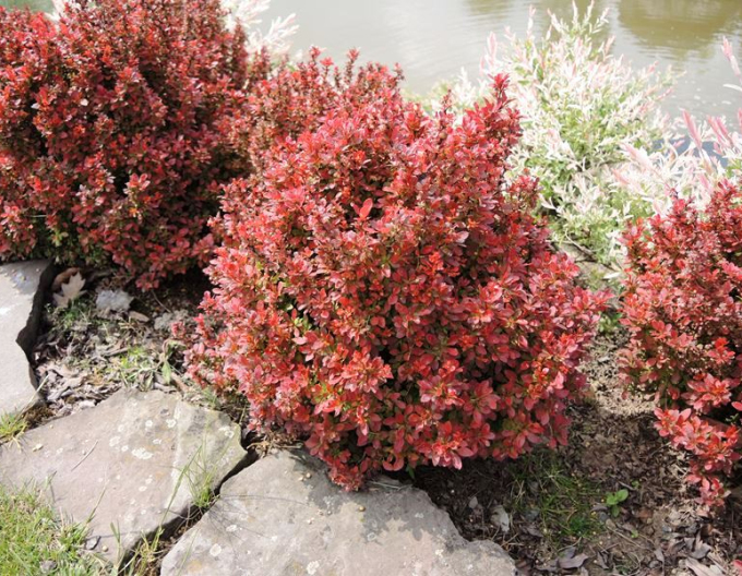 Berberis thunbergii ´Admirațion´
