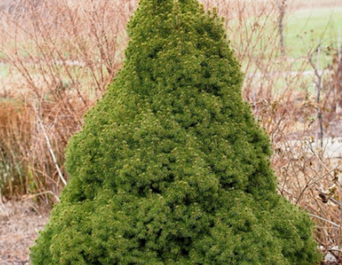 Molid-pitic ´Conica´ 1000-110cm