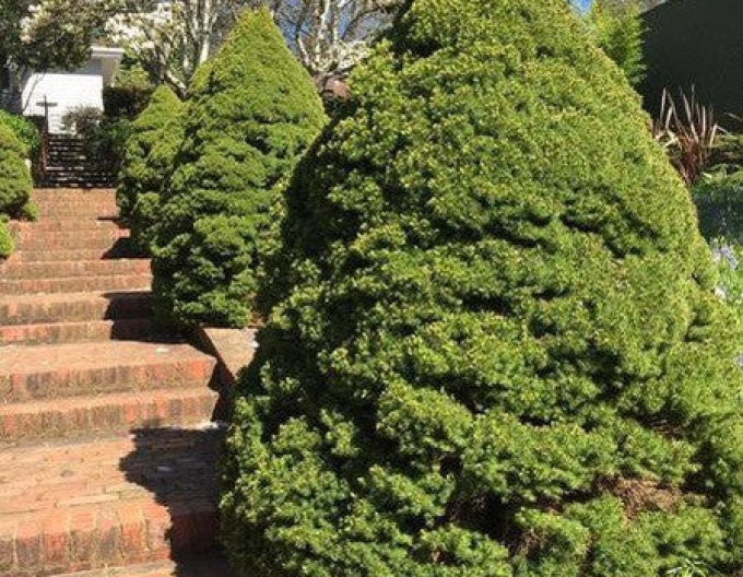 Molid-pitic ´Conica´ 1000-110cm