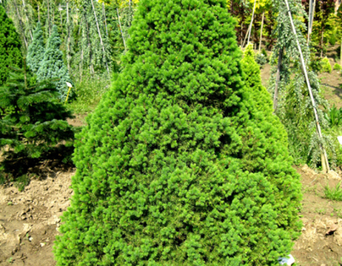 Molid-pitic ´Conica´ 1000-110cm