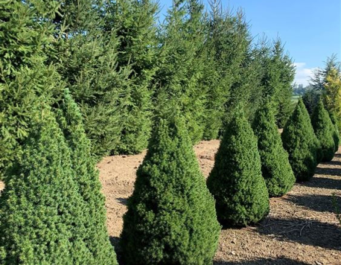 Molid-pitic ´Conica´ 1000-110cm