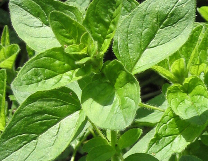 Oregano [MĂGHIRAN SĂLBATIC]