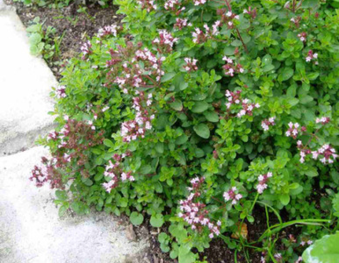 Oregano [MĂGHIRAN SĂLBATIC]