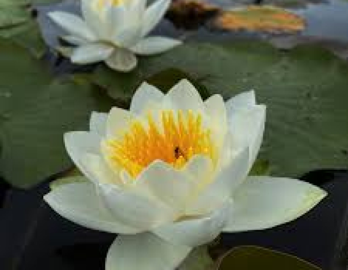 Nufăr ´Virginalis´