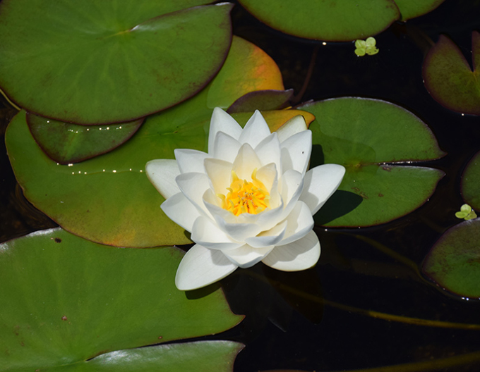 Nufăr ´Virginalis´