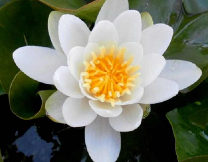 Nufăr ´Virginalis´