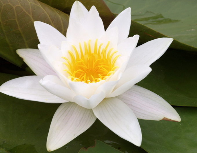 Nufăr ´Alba Plenissima´