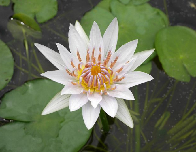 Nufăr ´Alba Plenissima´