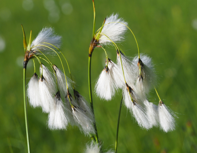 Bumbac de mlaștină
