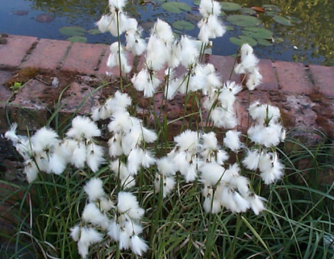 Bumbac de mlaștină