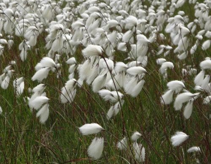 Bumbac de mlaștină