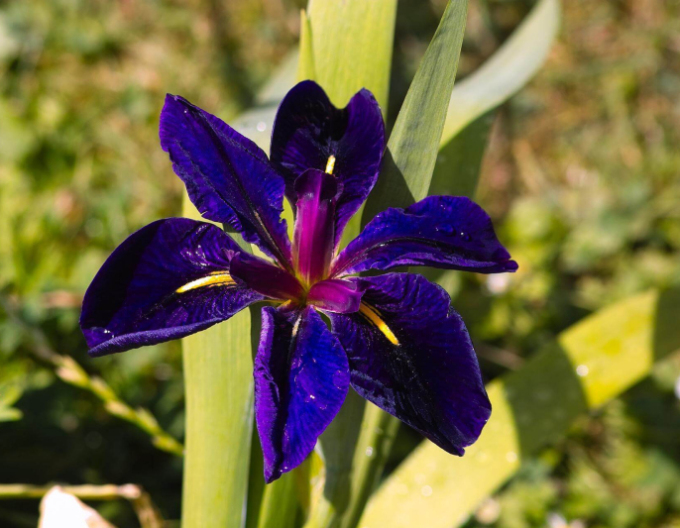 Iris Black Gamecock