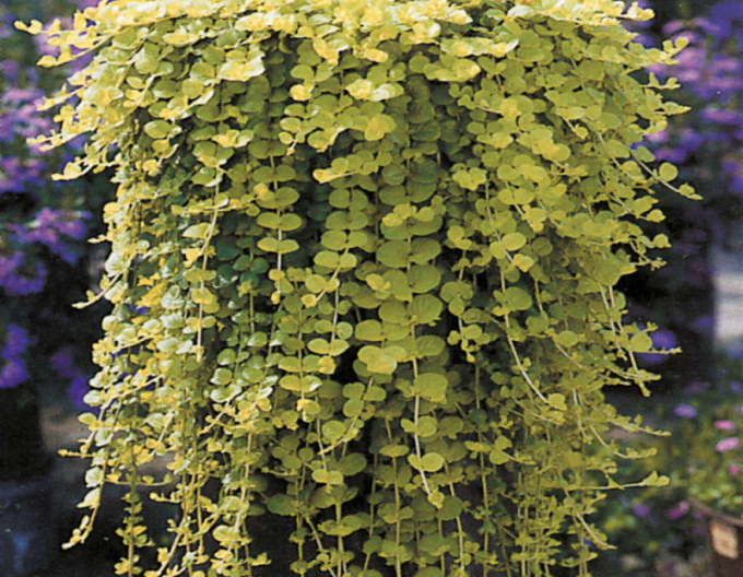 Iarba banilor„„târâtoare