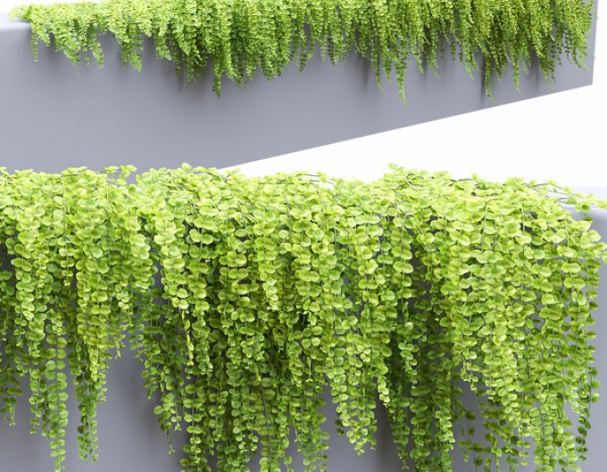 Iarba banilor„„târâtoare