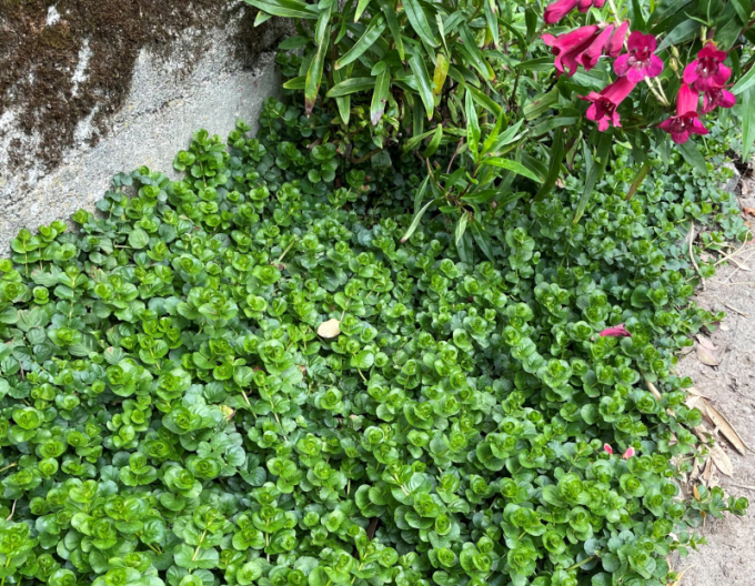 Iarba banilor„„târâtoare